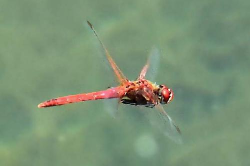Réf. 218 829 : Sympetrum fonscolombii