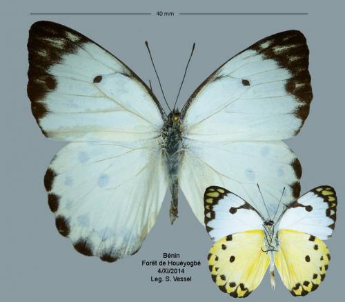 Belenois calypso