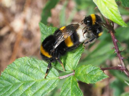 Bombus terrestris