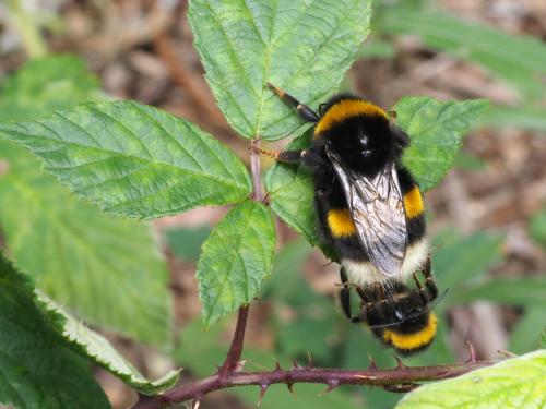 Bombus terrestris