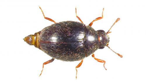 Réf. 218 111 : Simplocaria semistriata