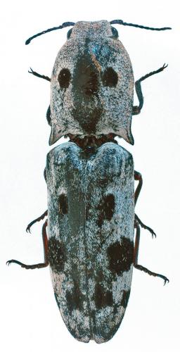 Réf. 218 303 : Cryptalaus chiangmaiensis