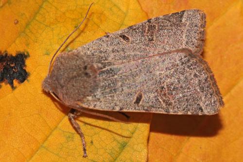 Réf. 218 003 : Agrochola lychnidis