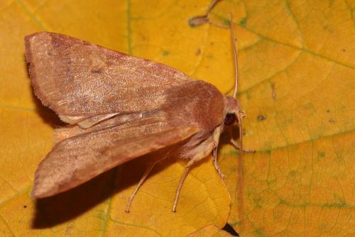 Agrochola helvola