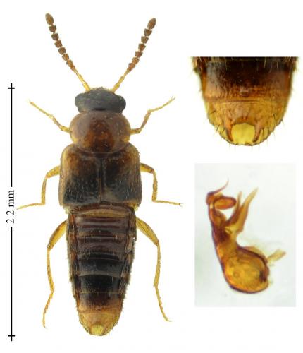 Réf. 218 149 : Gyrophaena affinis