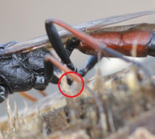 Réf. 218 709 : Stenichneumon culpator