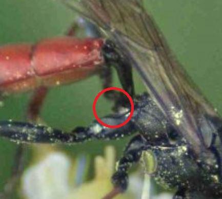 Réf. 218 711 : Stenichneumon culpator