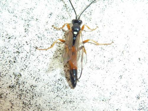 Réf. 218 659 : Exephanes ischioxanthus