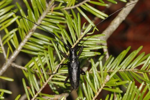 Réf. 218 005 : Monochamus scutellatus