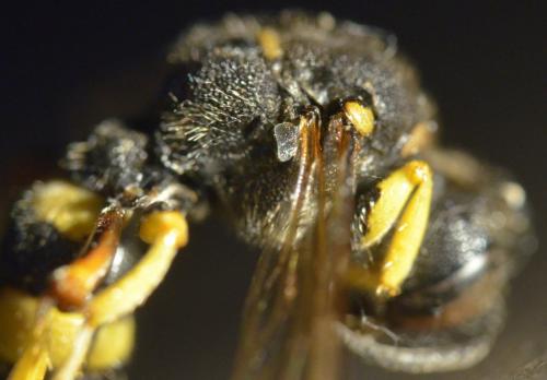 Cerceris rybyensis