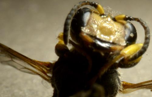 Cerceris rybyensis