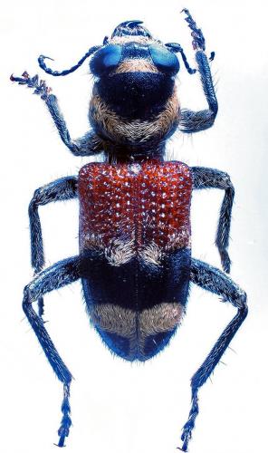 Réf. 218 241 : Clerus thanasimoides