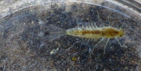 Cloeon dipterum