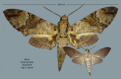 Quelques lépidos du Bénin  Coelonia_fulvinotata