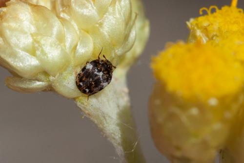 Anthrenus sp.