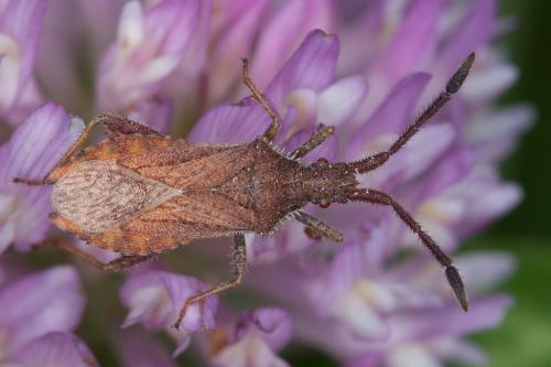 Coriomeris affinis