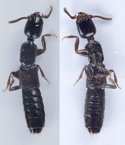 Xantholinus linearis