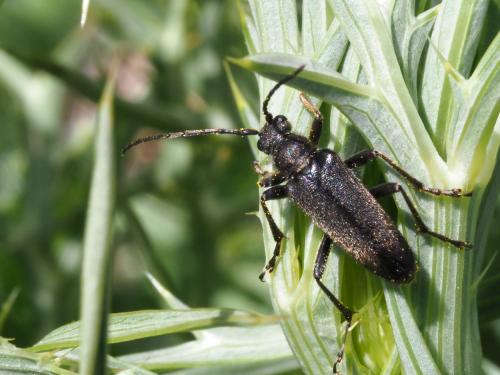 Réf. 218 240 : Cortodera sp.
