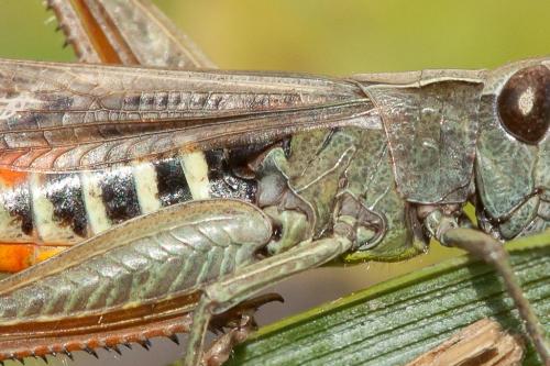 Omocestus rufipes