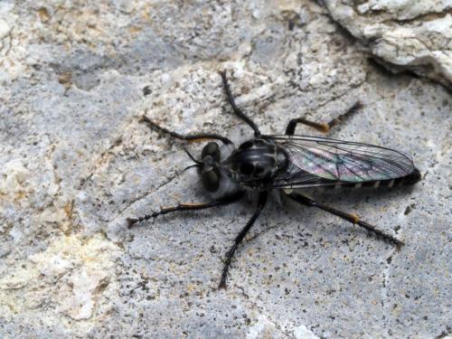 Réf. 218 177 : Cyrtopogon lateralis
