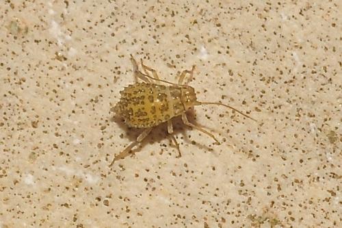 Therioaphis sp.