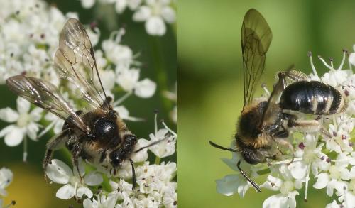 Andrena ampla