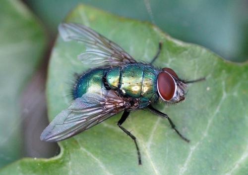 Lucilia sp.