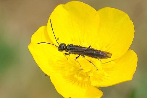 Réf. 218 645 : Calameuta sp.