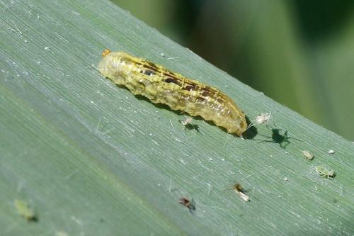 Réf. 218 309 : Syrphus sp.