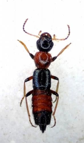 Réf. 218 949 : Paederus sp.