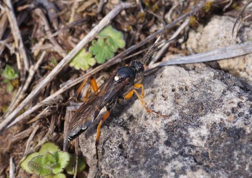 Réf. 218 317 : Diphyus quadripunctorius