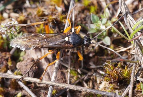 Réf. 218 310 : Diphyus quadripunctorius