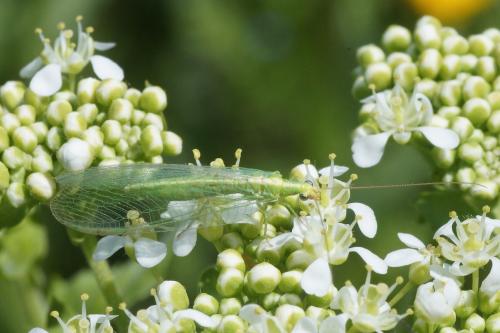 Réf. 218 440 : Chrysoperla sp.