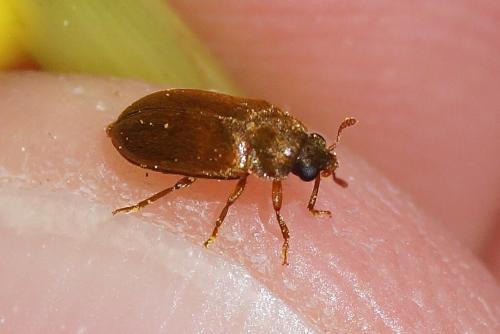 Byturus sp.