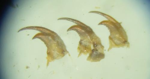 Gomphus sp.