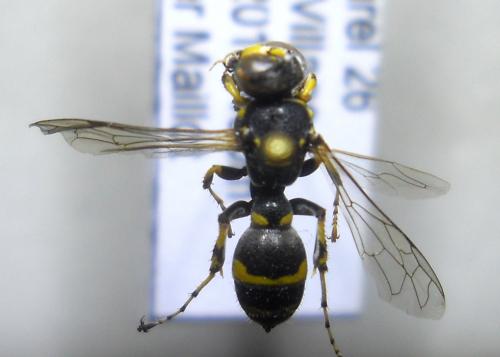 Ammatomus coarctatus