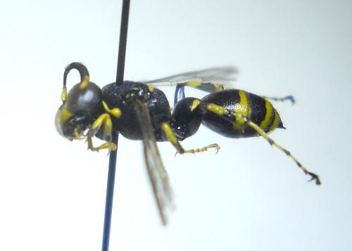 Ammatomus coarctatus