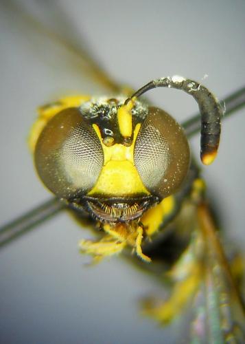 Ammatomus coarctatus