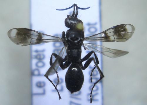 Dipogon variegatus