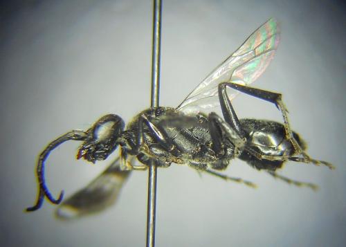 Réf. 218 962 : Dipogon variegatus