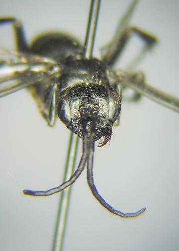 Dipogon variegatus