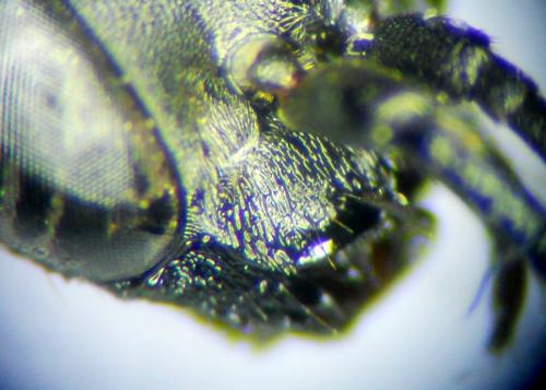 Dipogon variegatus