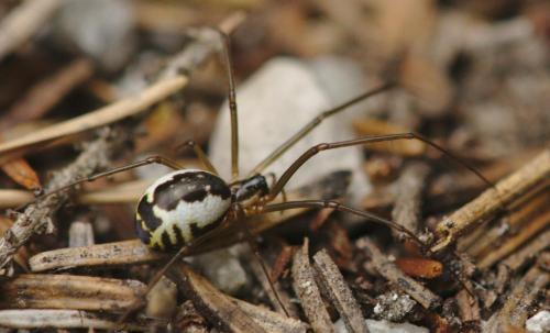 Réf. 218 472 : Neriene radiata