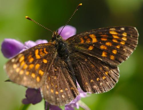Melitaea diamina