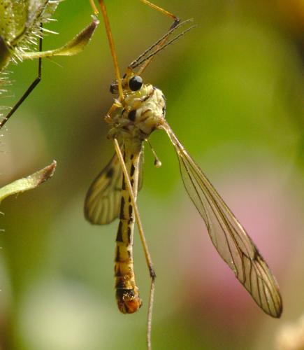 Nephrotoma aculeata