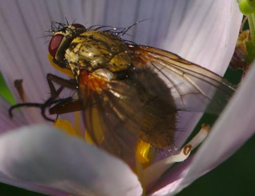 Mydaea urbana