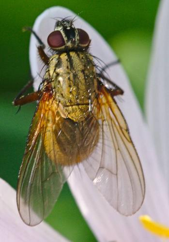 Mydaea urbana