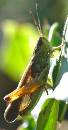Réf. 218 376 : Stauroderus scalaris scalaris