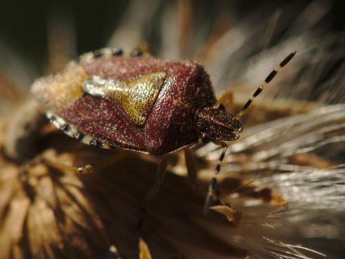 Dolycoris baccarum