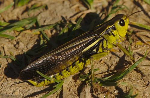 Réf. 218 368 : Arcyptera fusca